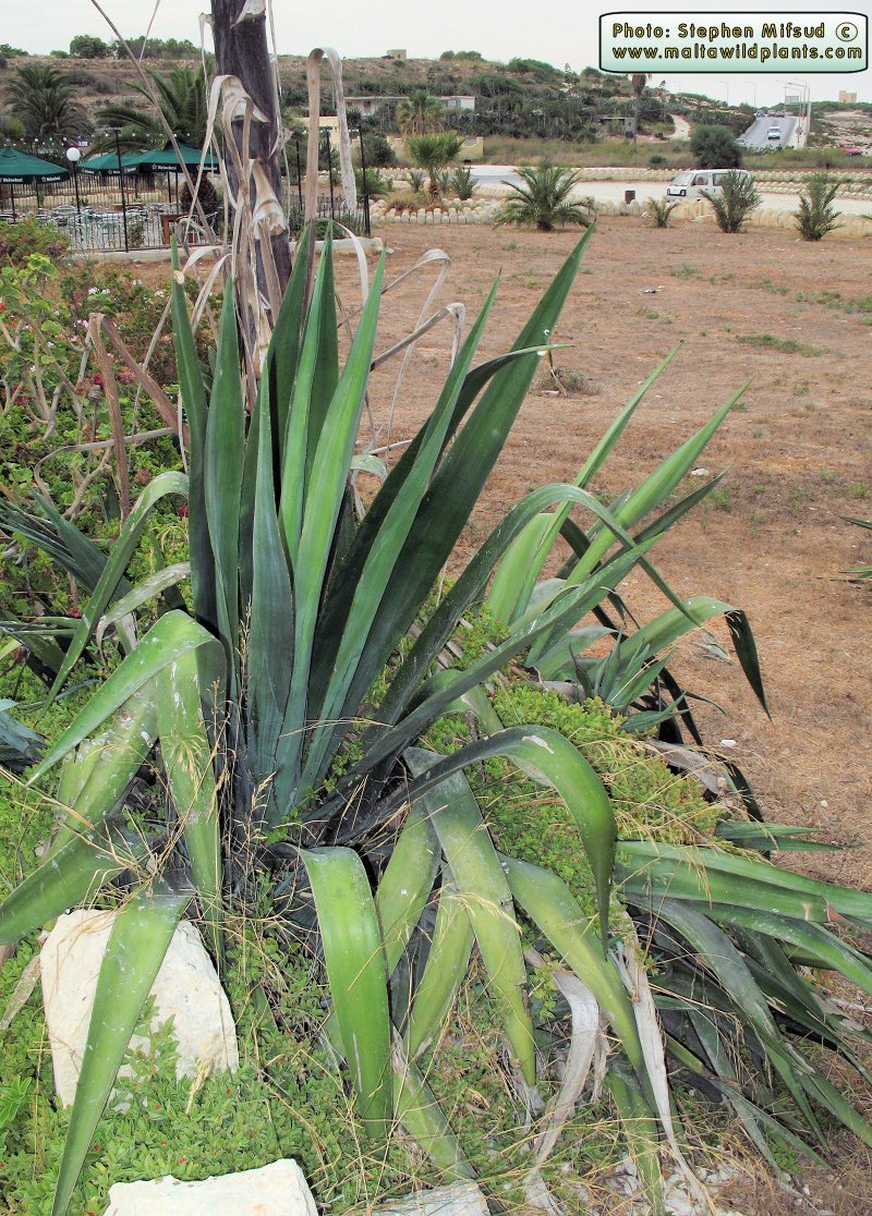 Agave sisalana (Blue Agave) : - the online Flora of the Maltese Islands.